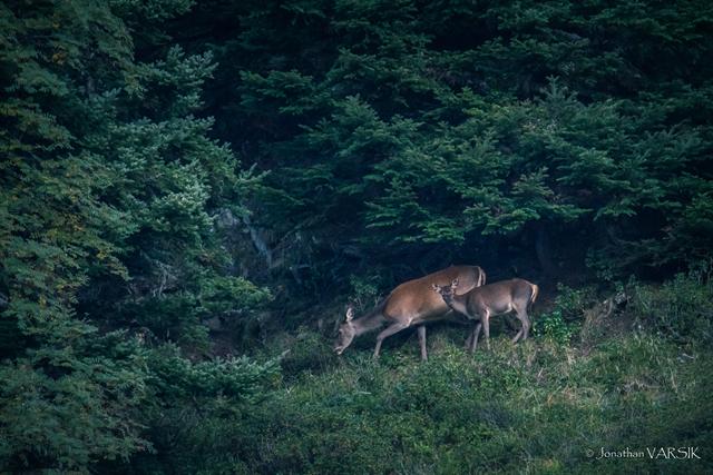 Une biche et son faon broutent en lisière de forêt