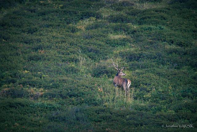 Un cerf aux grands bois se retourne au milieu d'une pente