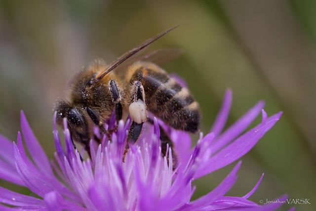 Abeille butinant une centaurée violette