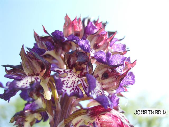 Gros plan sur une orchidée pourpre sauvage